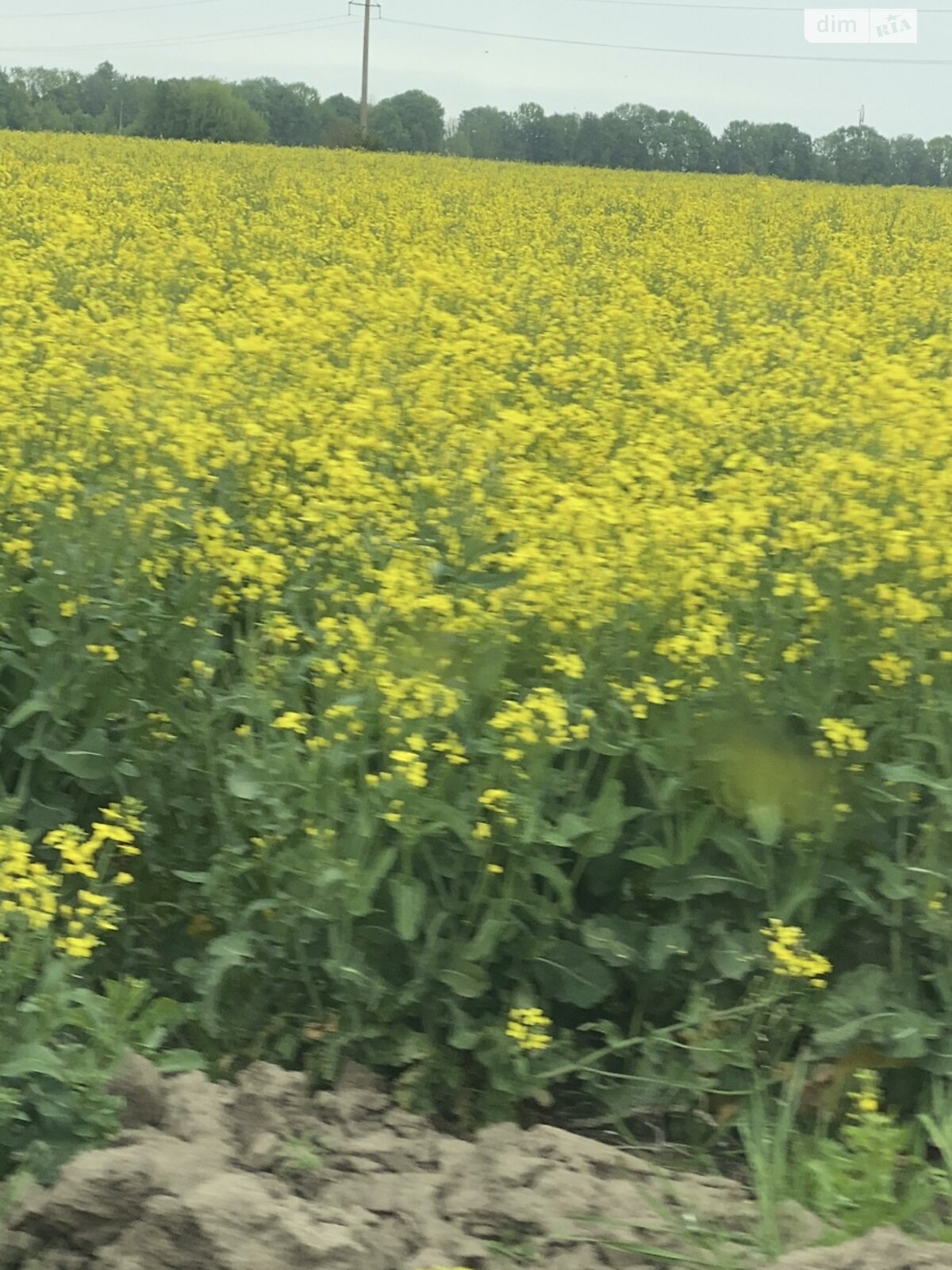 Земельна ділянка сільськогосподарського призначення в Черемошне, площа 2 Га фото 1 Земельна ділянка сільськогосподарського призначення в Черемошне, площа 2 Га фото 1