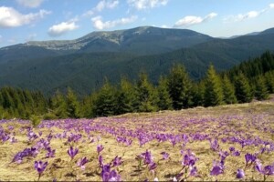 Земельна ділянка сільськогосподарського призначення в Чорній Тисі, площа 12 соток фото 2