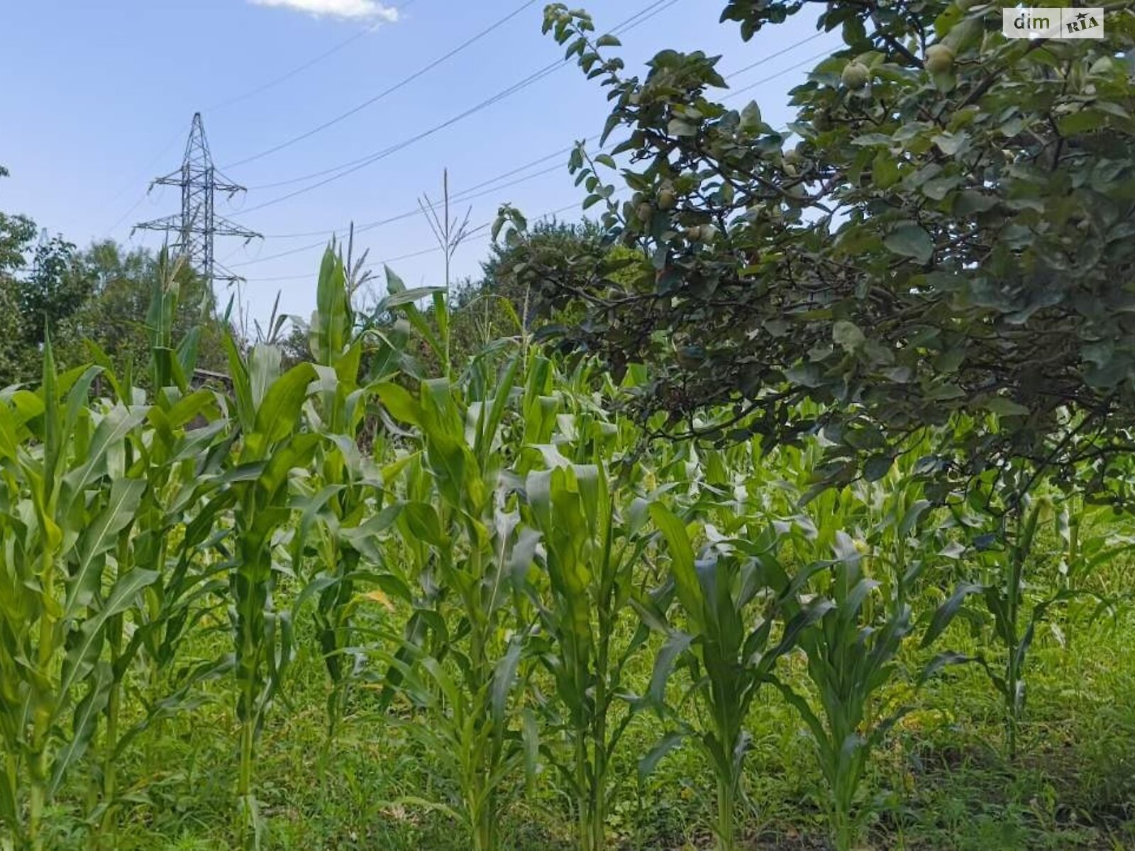 Земля сельскохозяйственного назначения в Черноморске, район Молодежное, площадь 10 соток фото 1