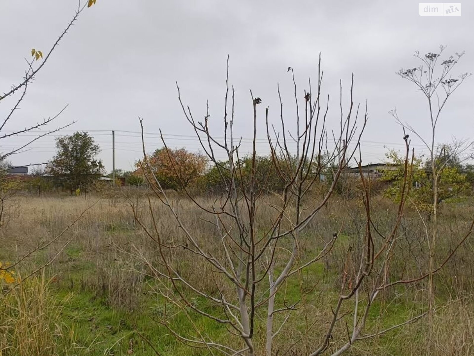 Земля сельскохозяйственного назначения в Черноморске, район Молодежное, площадь 17 соток фото 1 Земля сельскохозяйственного назначения в Черноморске, район Молодежное, площадь 17 соток фото 1