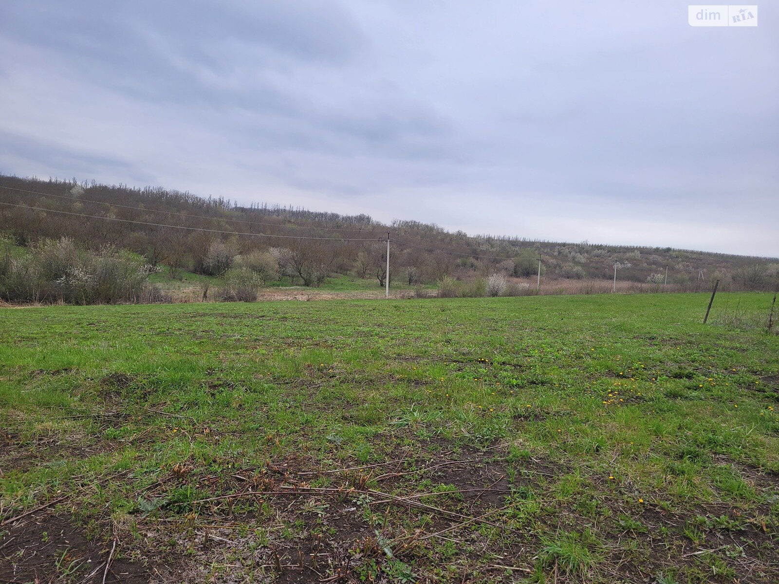Земельный участок сельскохозяйственного назначения в Черновцах, площадь 30 соток фото 1