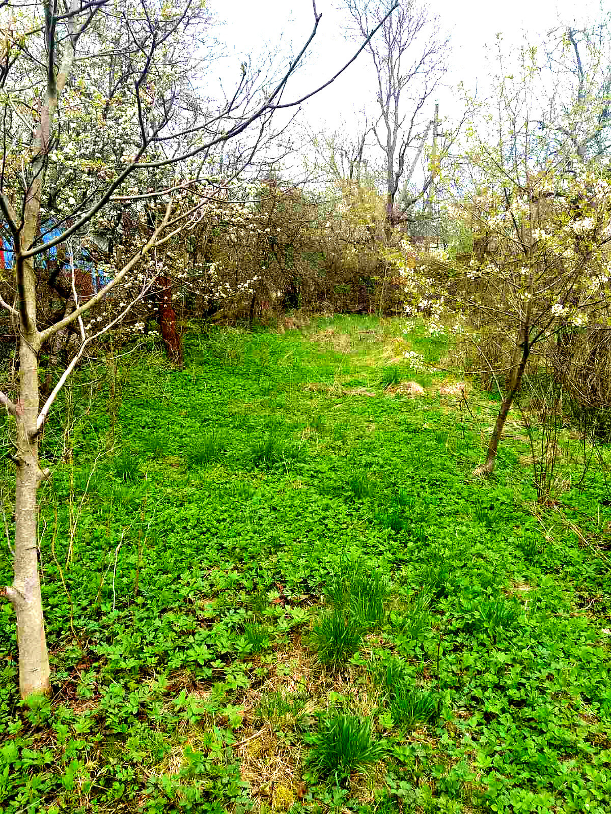Земля сельскохозяйственного назначения в Черновцах, район Роша, площадь 11 соток фото 1