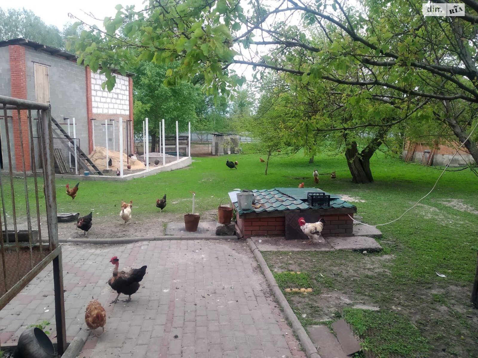 Земельна ділянка сільськогосподарського призначення в Червоне Поле, площа 40 соток фото 1 Земельна ділянка сільськогосподарського призначення в Червоне Поле, площа 40 соток фото 1