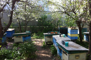 Земельный участок сельскохозяйственного назначения в Чубинском, площадь 6 соток фото 2