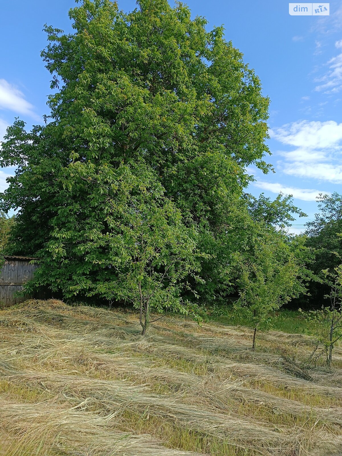 Земельный участок сельскохозяйственного назначения в Дибровах, площадь 25 соток фото 1