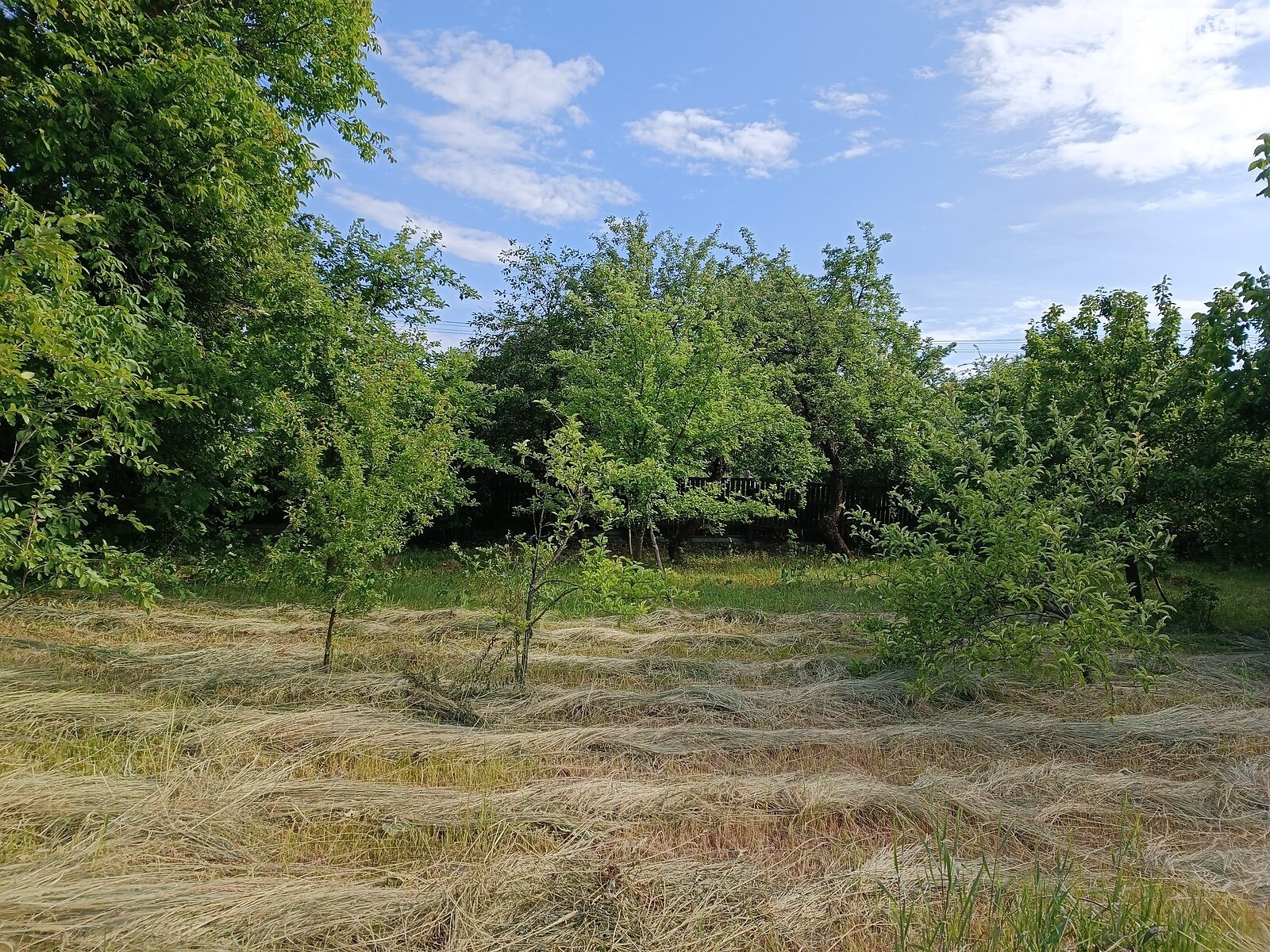 Земельный участок сельскохозяйственного назначения в Дибровах, площадь 25 соток фото 1