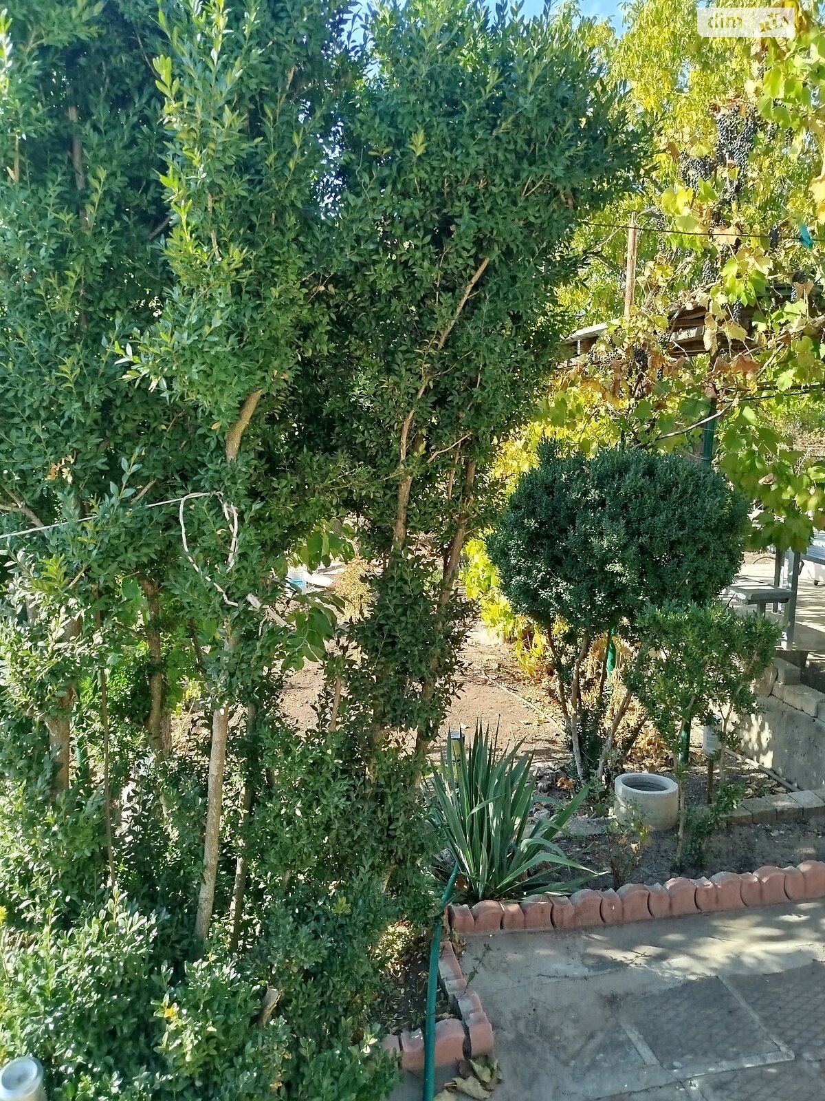 Земельна ділянка сільськогосподарського призначення в Хорошеве, площа 12 соток фото 1 Земельна ділянка сільськогосподарського призначення в Хорошеве, площа 12 соток фото 1