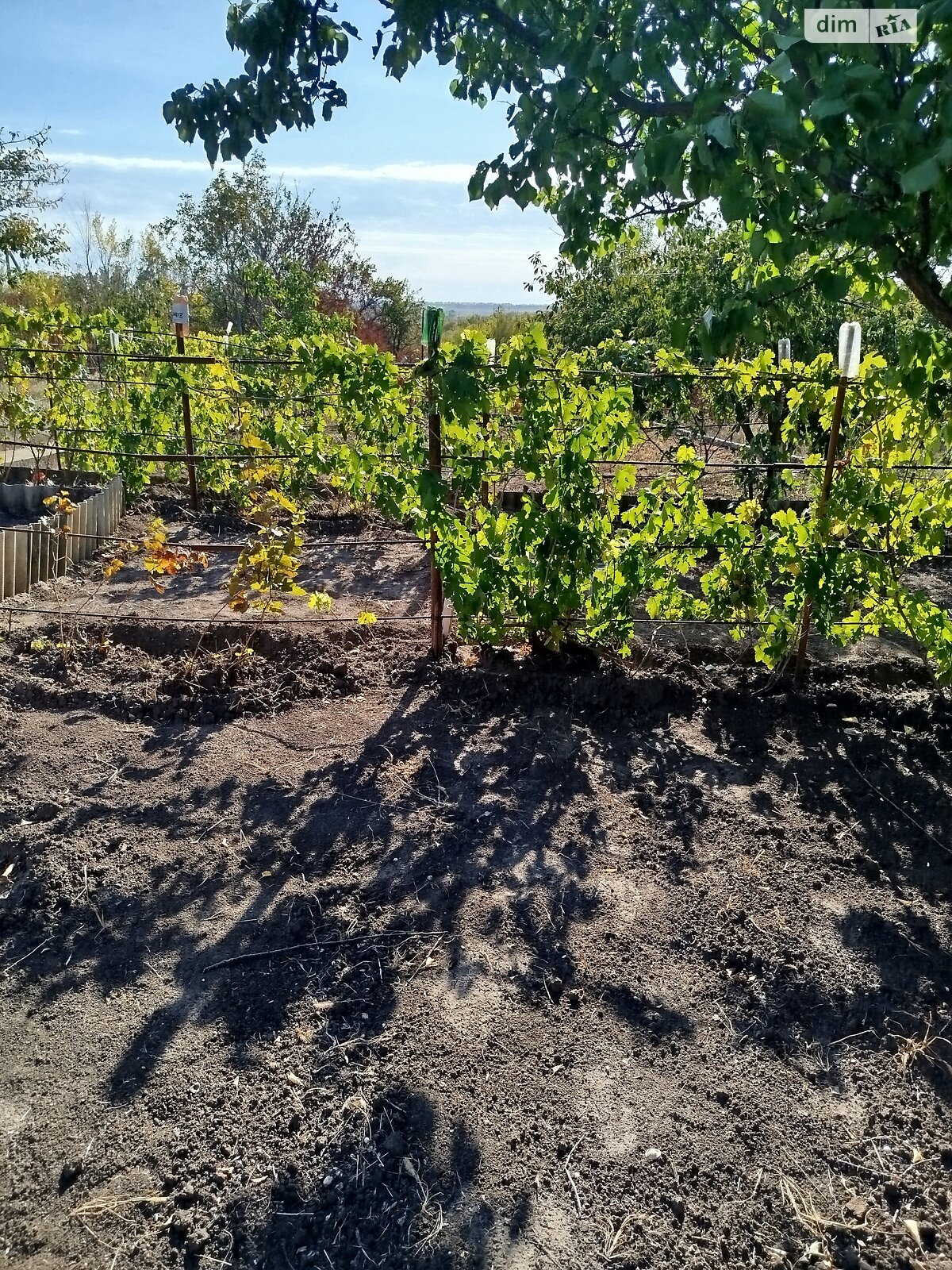 Земельна ділянка сільськогосподарського призначення в Хорошеве, площа 12 соток фото 1 Земельна ділянка сільськогосподарського призначення в Хорошеве, площа 12 соток фото 1