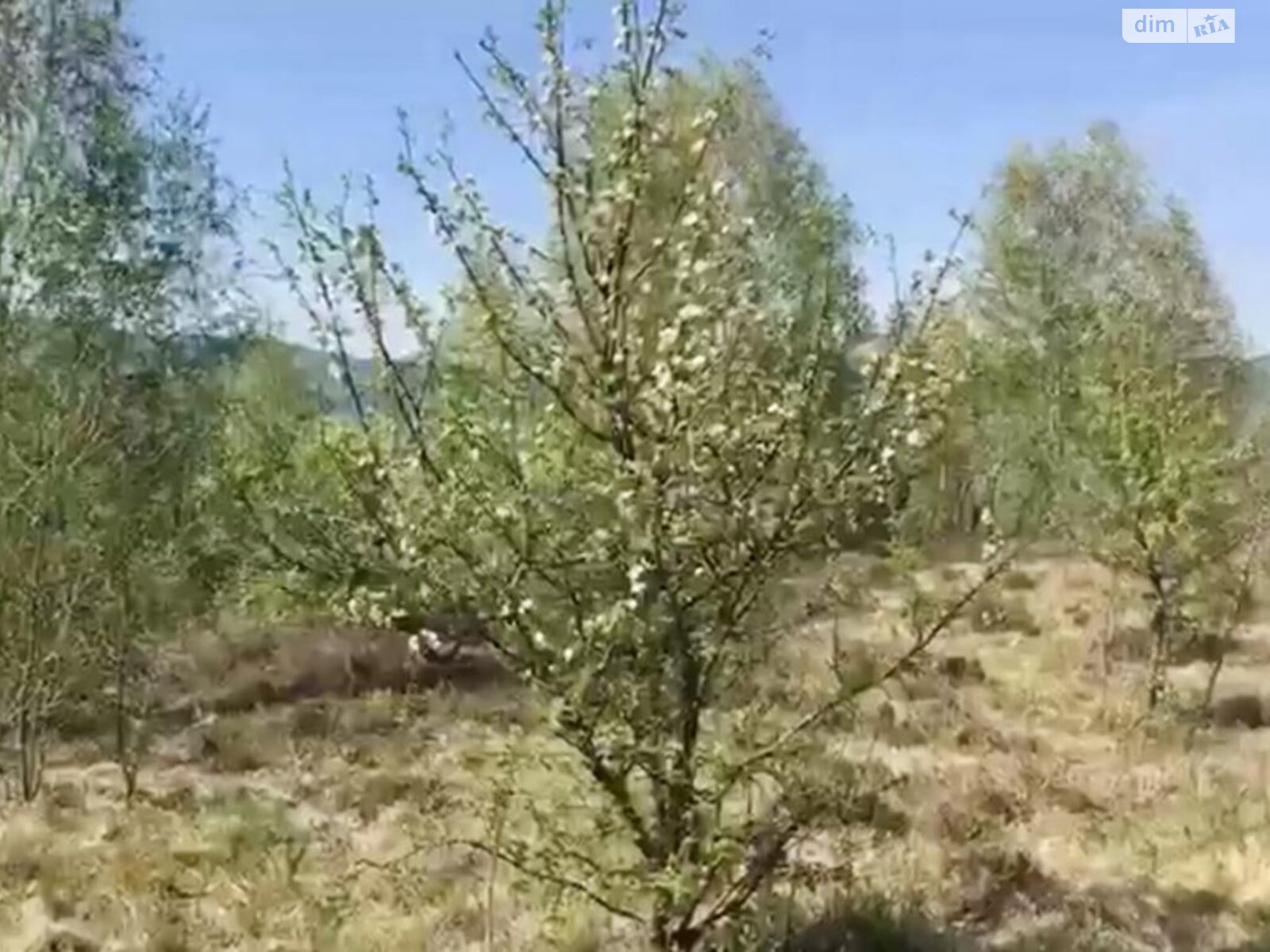 Земельный участок сельскохозяйственного назначения в Довгому, площадь 50 соток фото 1 Земельный участок сельскохозяйственного назначения в Довгому, площадь 50 соток фото 1