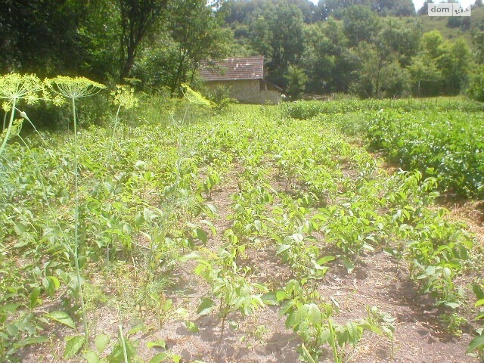 Земля сельскохозяйственного назначения в Дунаевцах, район Дунаевцы, площадь 12 Га фото 1