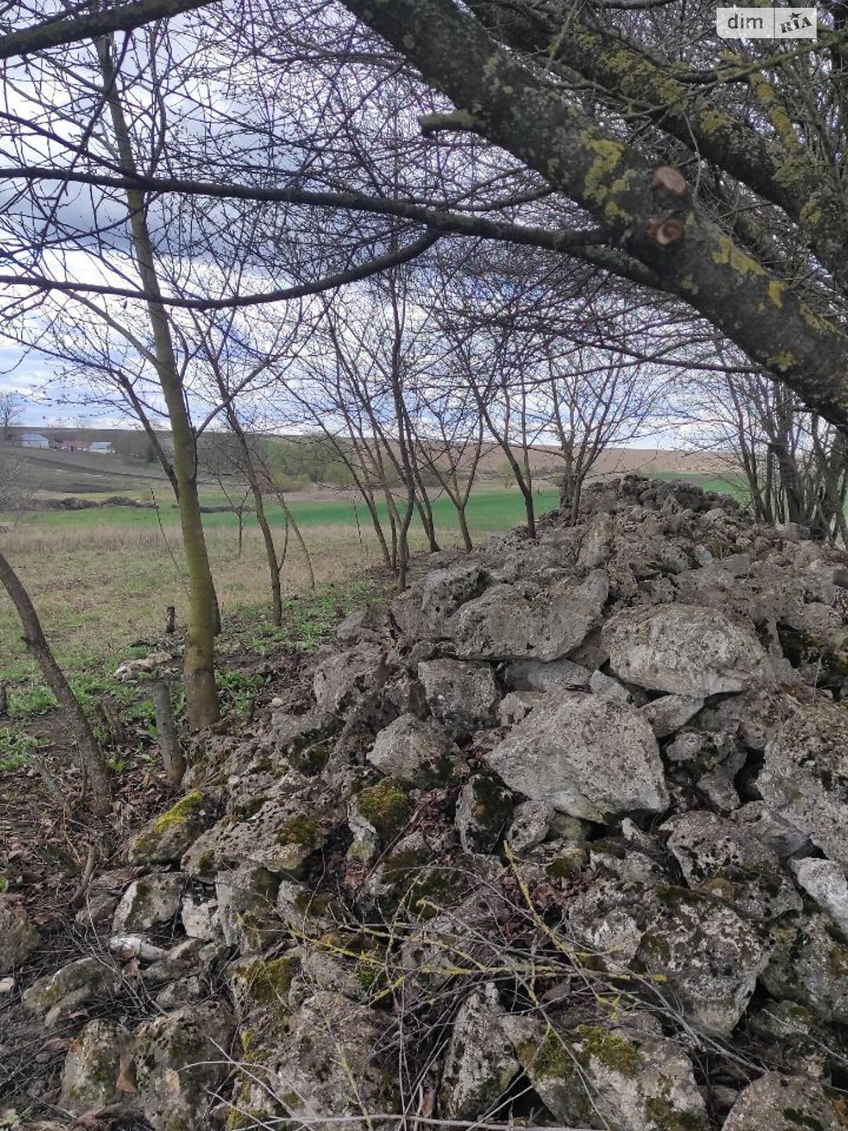 Земельна ділянка сільськогосподарського призначення в Галущинці, площа 0.2742 сотки фото 1