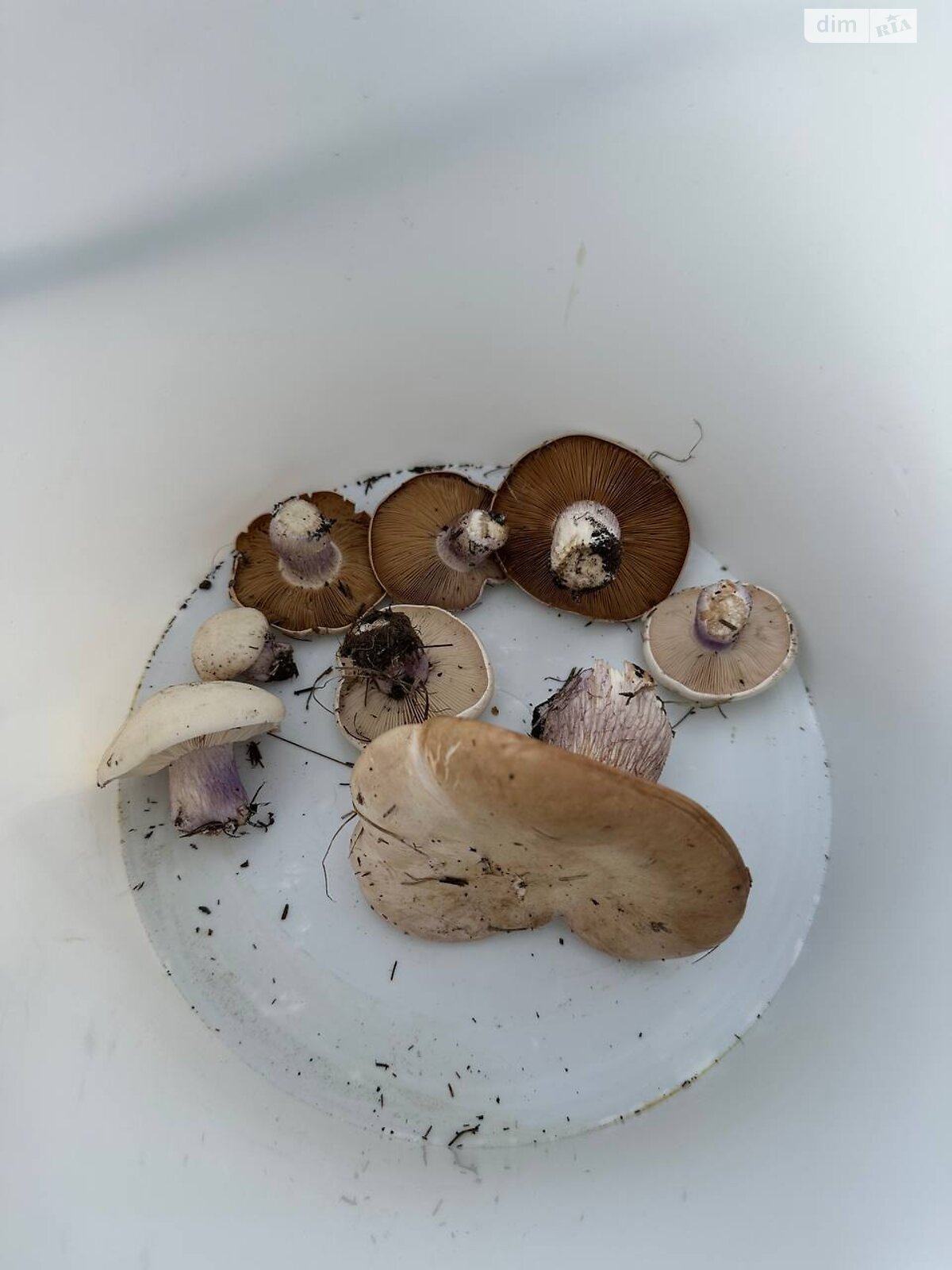 Земельна ділянка сільськогосподарського призначення в Горького, площа 6 соток фото 1