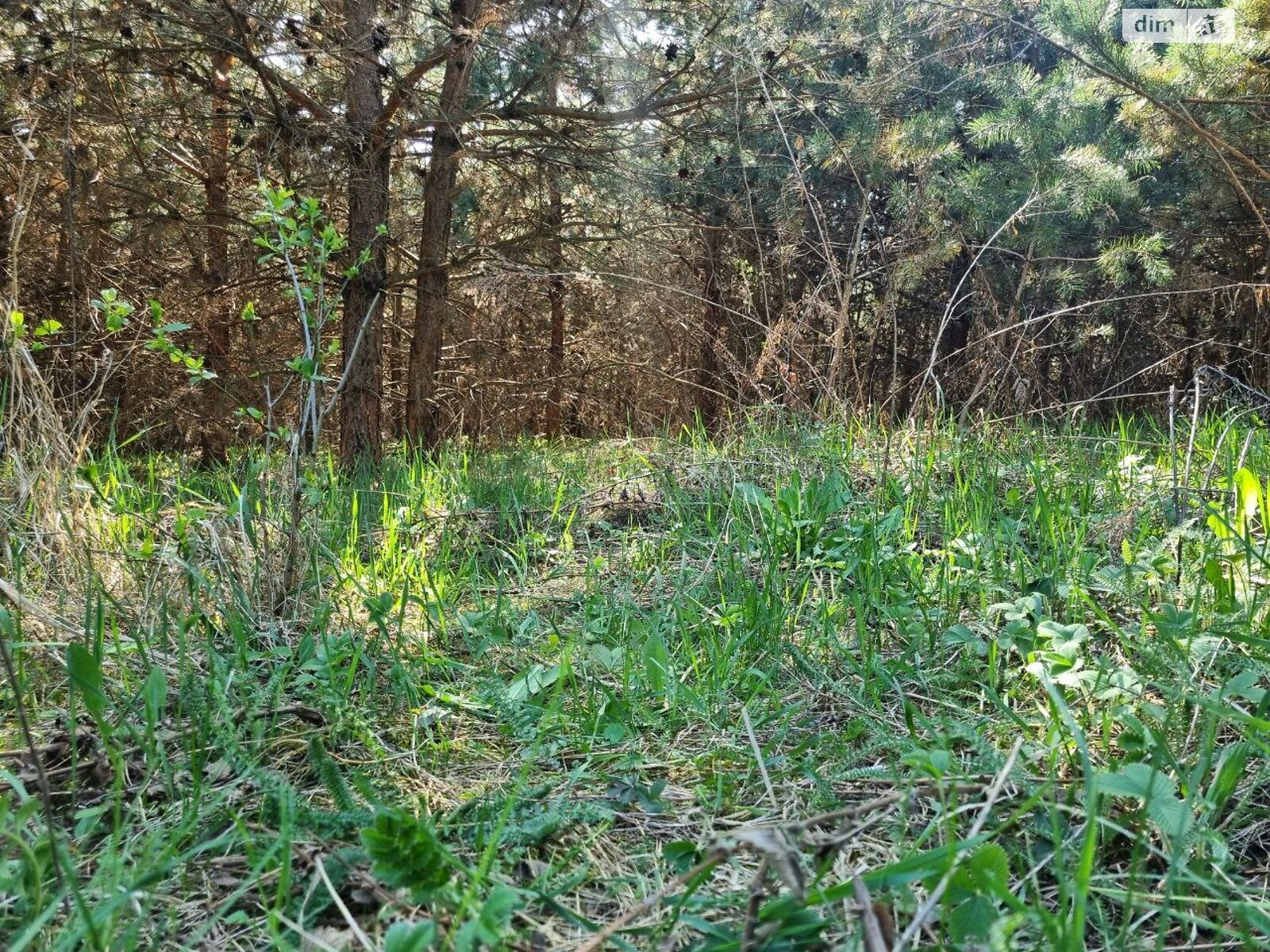 Земельна ділянка сільськогосподарського призначення в Городищі, площа 10 соток фото 1 Земельна ділянка сільськогосподарського призначення в Городищі, площа 10 соток фото 1