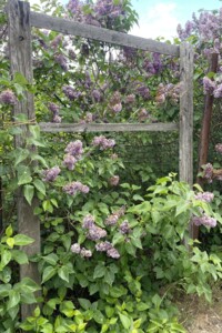 Земельный участок сельскохозяйственного назначения в Гвардейском, площадь 4.7 сотки фото 2 Земельный участок сельскохозяйственного назначения в Гвардейском, площадь 4.7 сотки фото 2