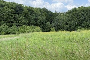 Земельна ділянка сільськогосподарського призначення в Хижинцях, площа 25 соток фото 2