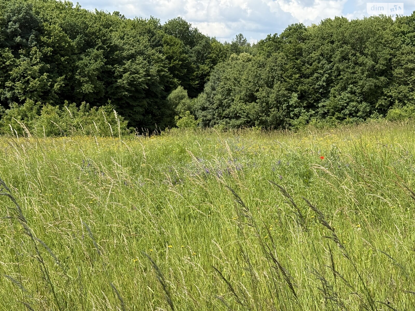 Земельна ділянка сільськогосподарського призначення в Хижинцях, площа 25 соток фото 1 Земельна ділянка сільськогосподарського призначення в Хижинцях, площа 25 соток фото 1