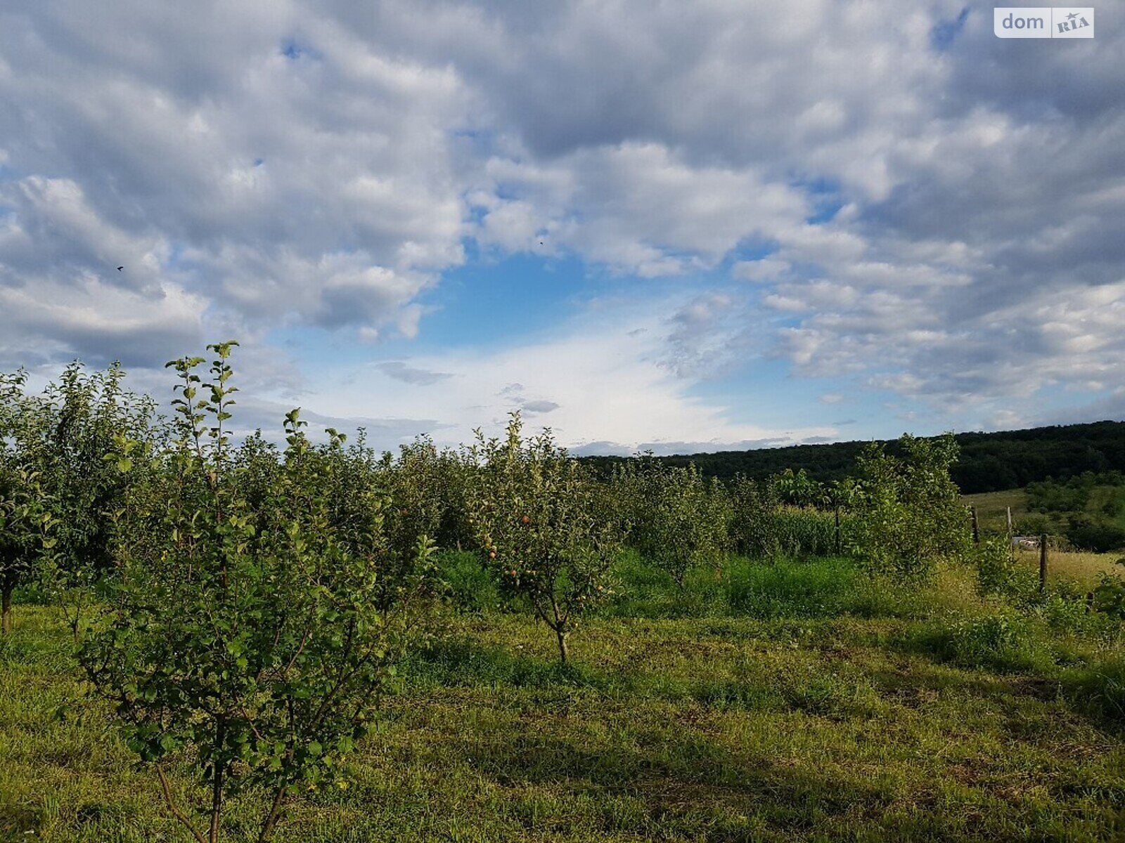 Земельна ділянка сільськогосподарського призначення в Берегелі, площа 2.3 Га фото 1