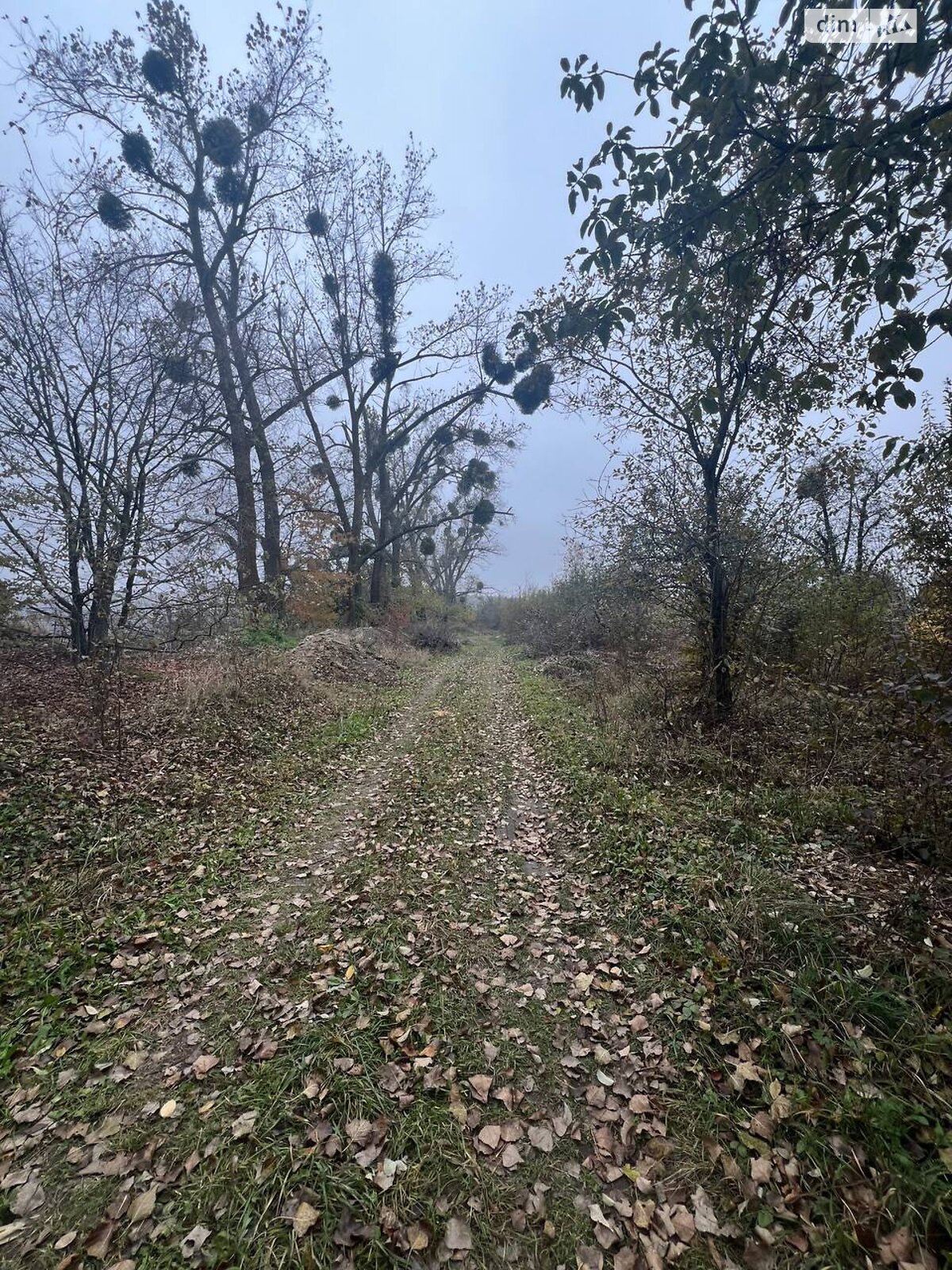Земельна ділянка сільськогосподарського призначення в Лісових Гринівцях, площа 2.92 Га фото 1 Земельна ділянка сільськогосподарського призначення в Лісових Гринівцях, площа 2.92 Га фото 1