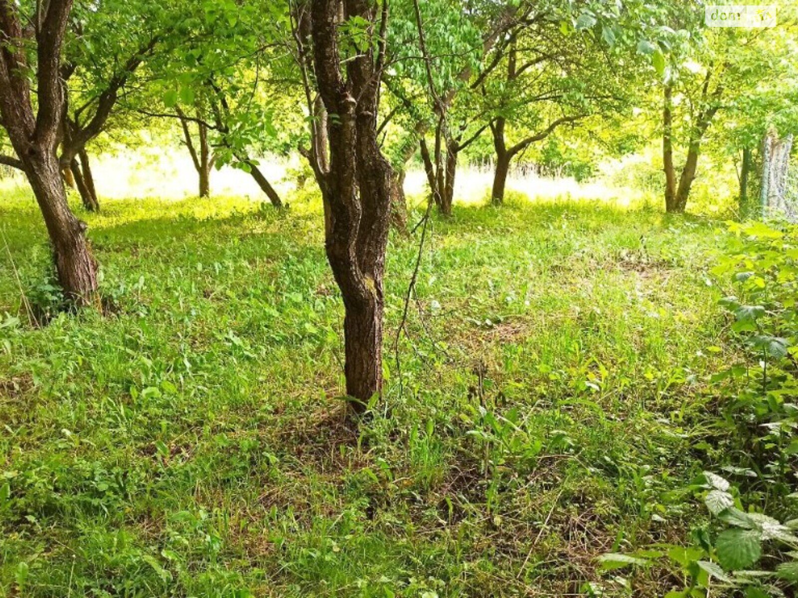 Земельна ділянка сільськогосподарського призначення в Видрові Доли, площа 6 соток фото 1