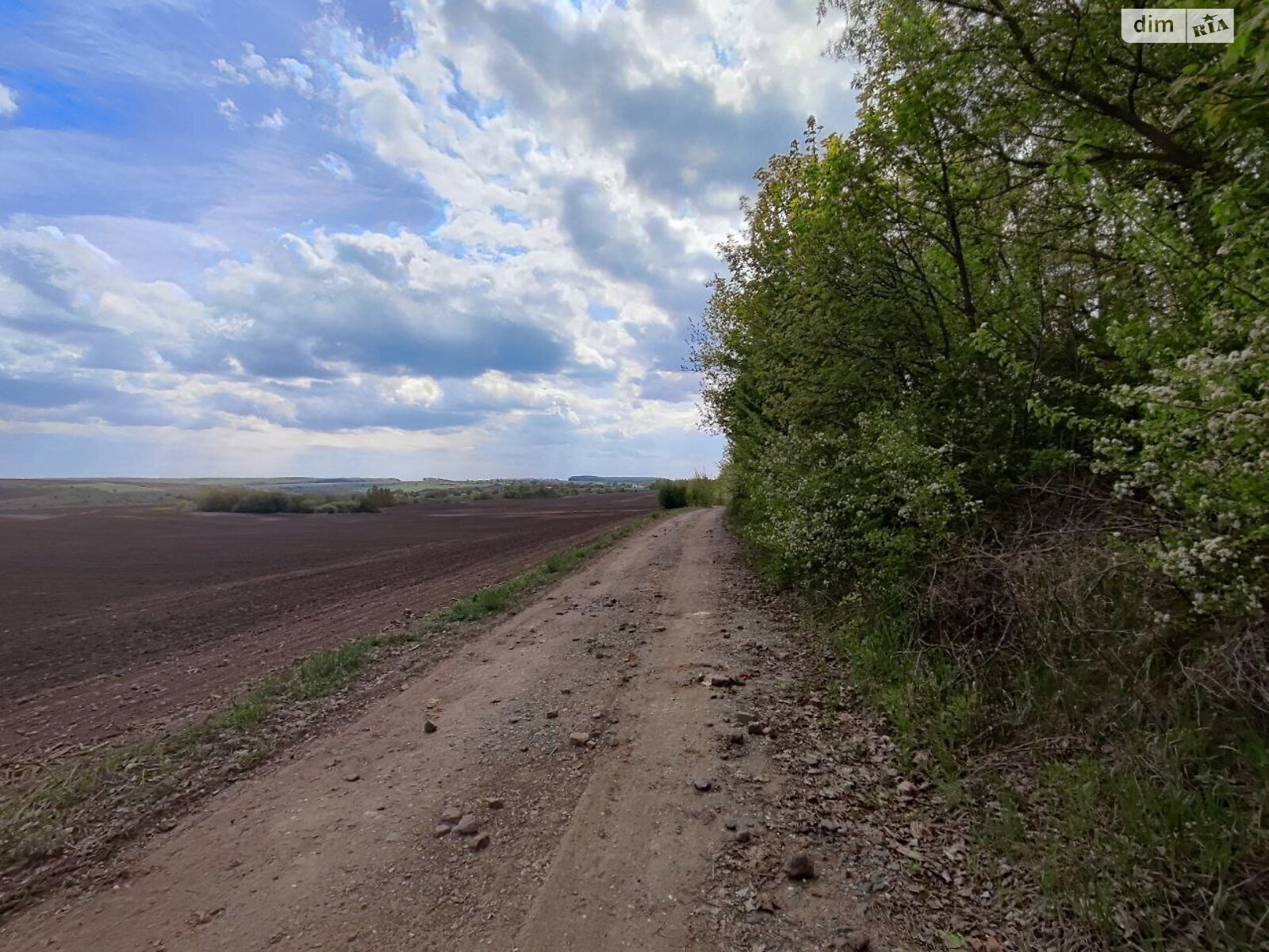 Земельна ділянка сільськогосподарського призначення в Скаржинцях, площа 100 соток фото 1 Земельна ділянка сільськогосподарського призначення в Скаржинцях, площа 100 соток фото 1