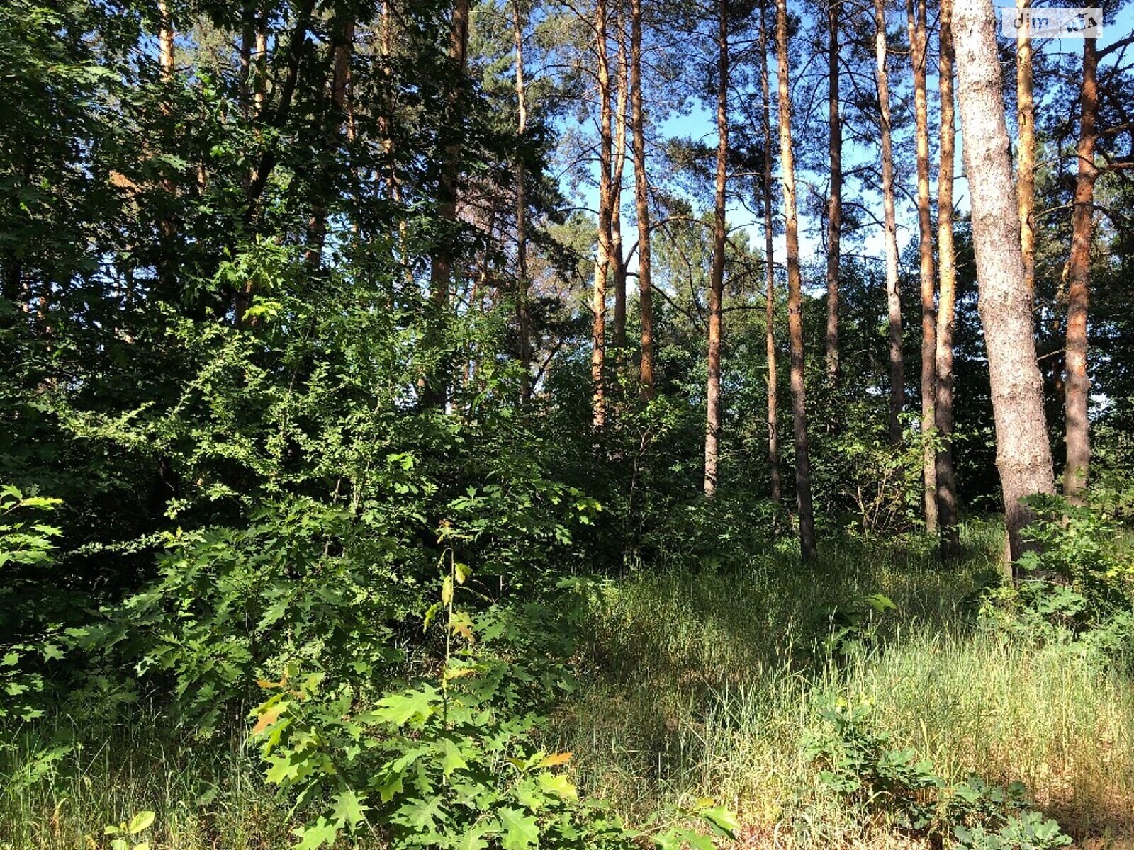 Земельна ділянка сільськогосподарського призначення в Хотянівці, площа 45 соток фото 1