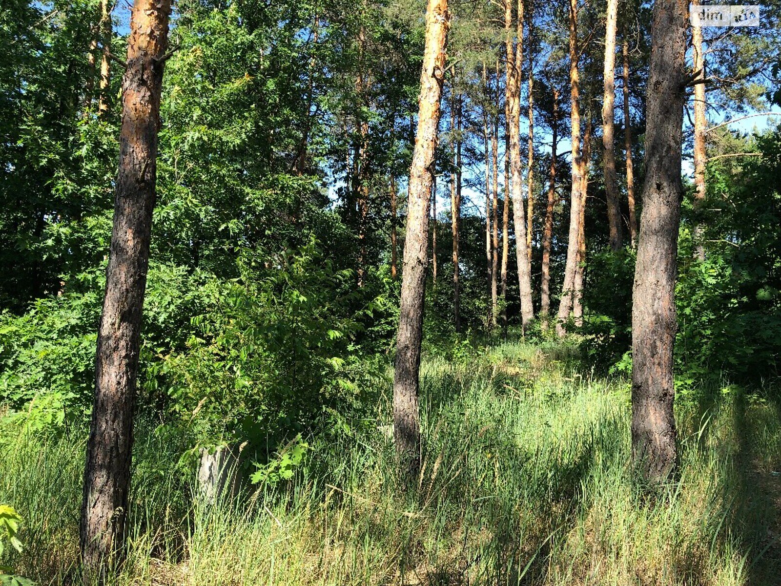 Земельна ділянка сільськогосподарського призначення в Хотянівці, площа 45 соток фото 1