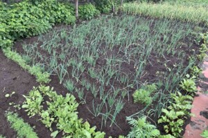 Земельна ділянка сільськогосподарського призначення в Ірпені, площа 6 соток фото 2 Земельна ділянка сільськогосподарського призначення в Ірпені, площа 6 соток фото 2