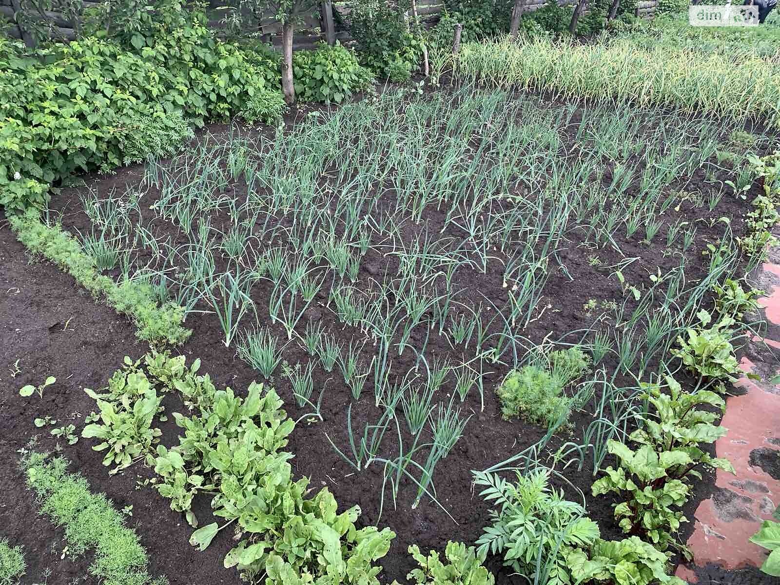 Земельна ділянка сільськогосподарського призначення в Ірпені, площа 6 соток фото 1 Земельна ділянка сільськогосподарського призначення в Ірпені, площа 6 соток фото 1
