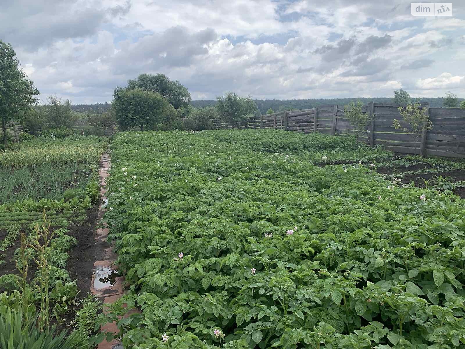 Земельна ділянка сільськогосподарського призначення в Ірпені, площа 6 соток фото 1 Земельна ділянка сільськогосподарського призначення в Ірпені, площа 6 соток фото 1