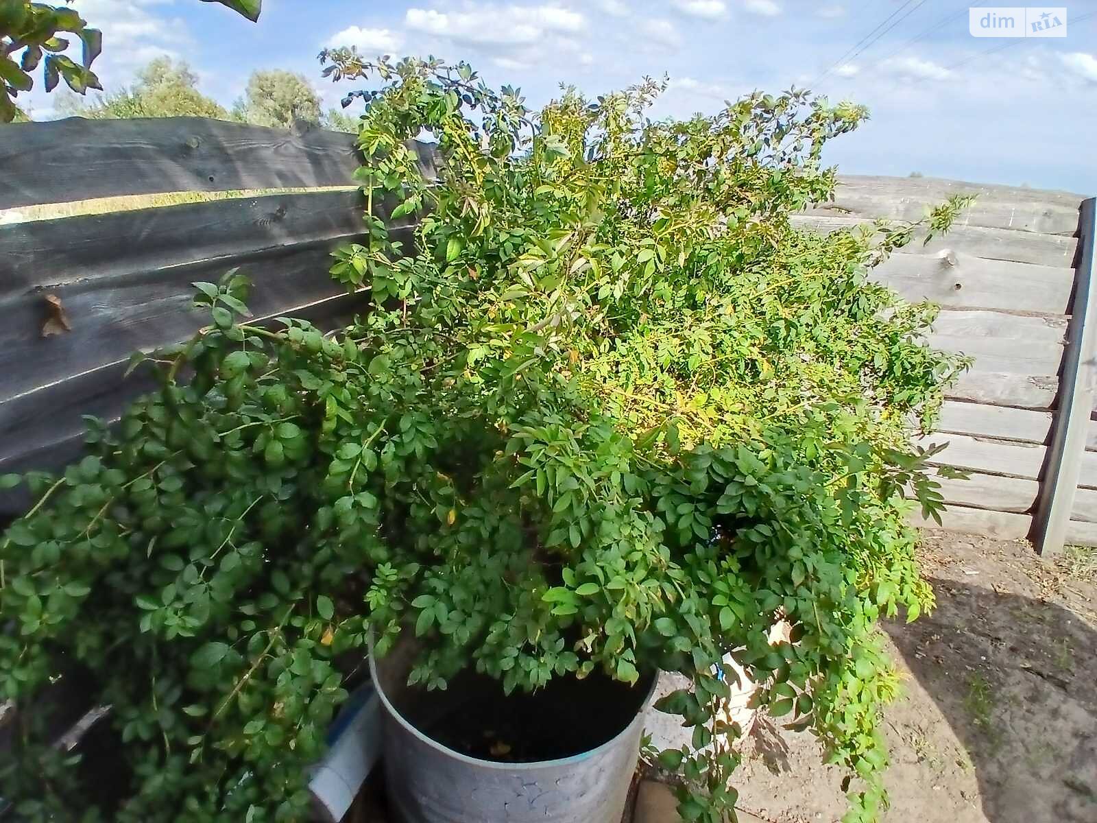 Земля сільськогосподарського призначення в Ірпені, район Ірпінь, площа 6 соток фото 1