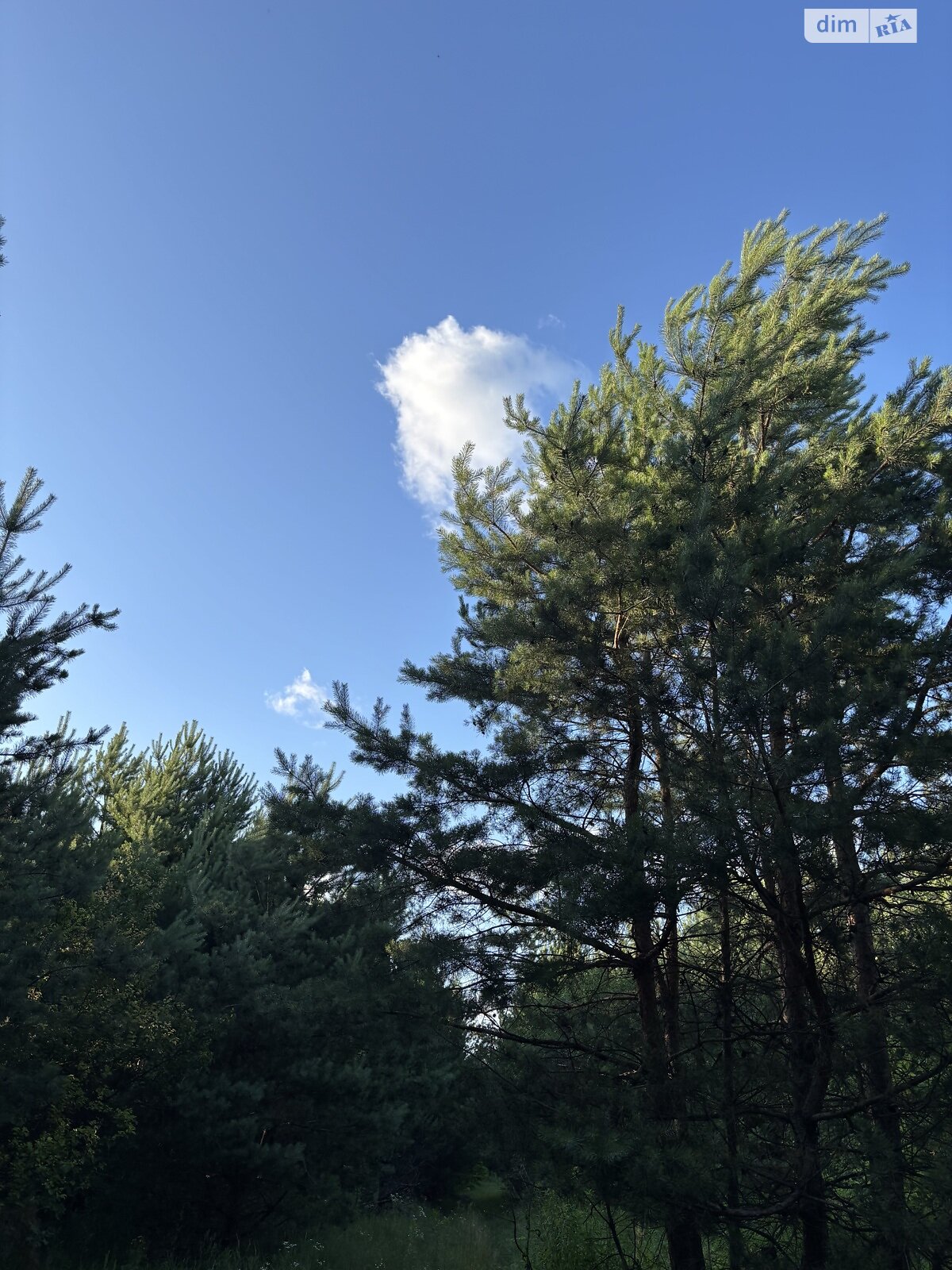 Земельный участок сельскохозяйственного назначения в Жорновке, площадь 0.1895 Га фото 1