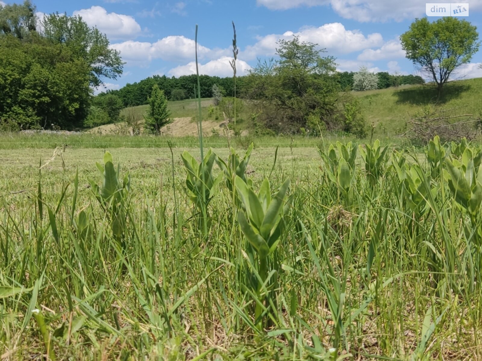 Земельна ділянка сільськогосподарського призначення в Жуківці, площа 12 соток фото 1