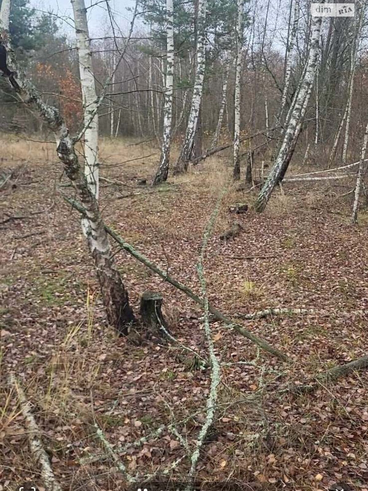 Земельный участок сельскохозяйственного назначения в Калиновке, площадь 135 соток фото 1