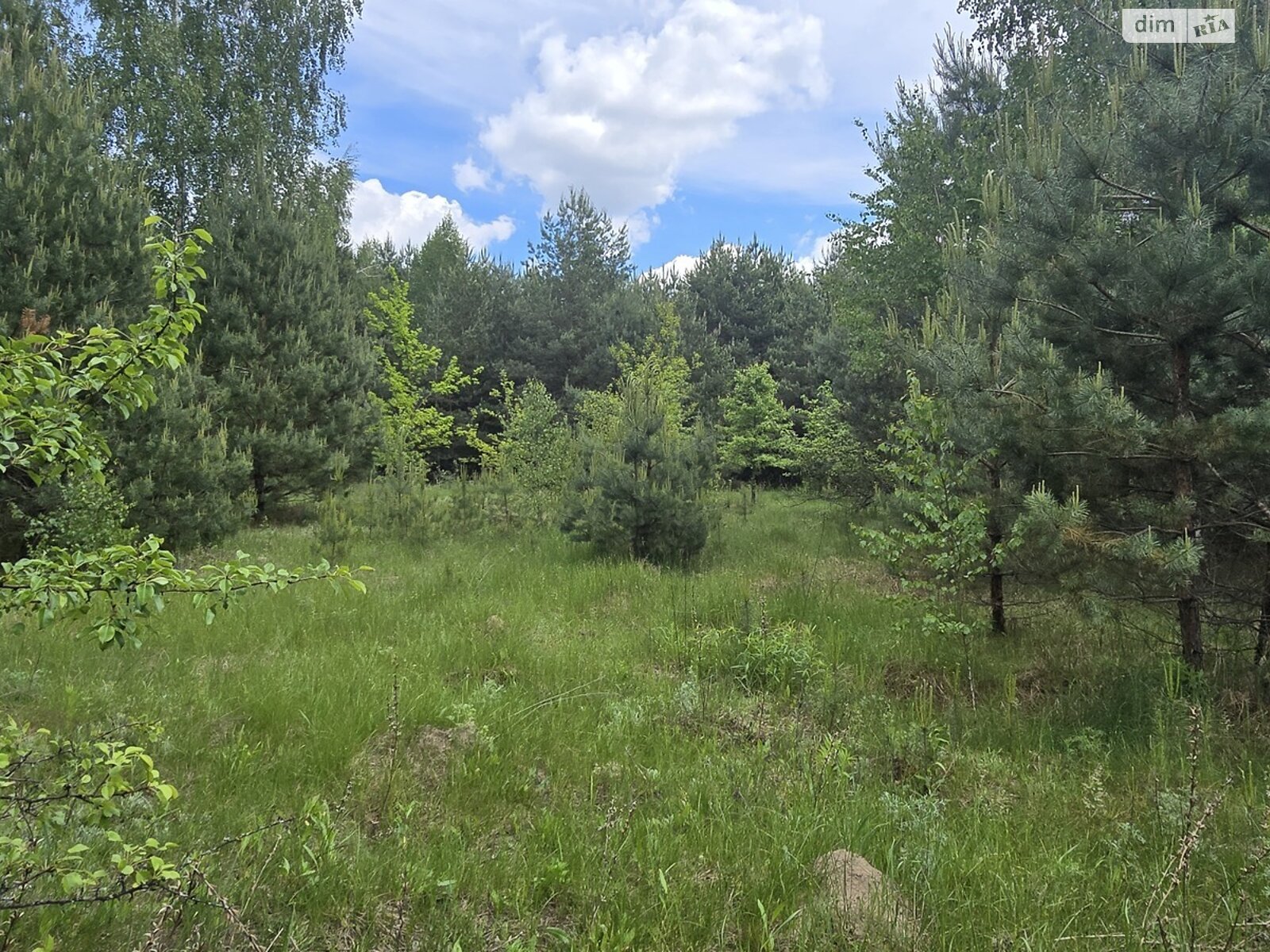 Земельный участок сельскохозяйственного назначения в Каменке, площадь 100 соток фото 1 Земельный участок сельскохозяйственного назначения в Каменке, площадь 100 соток фото 1