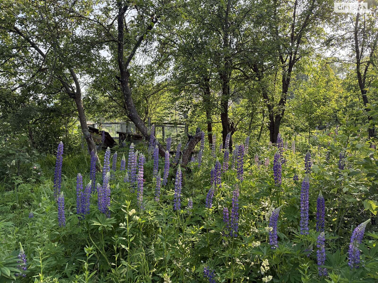 Земельна ділянка сільськогосподарського призначення в Карпівцях, площа 6 соток фото 1