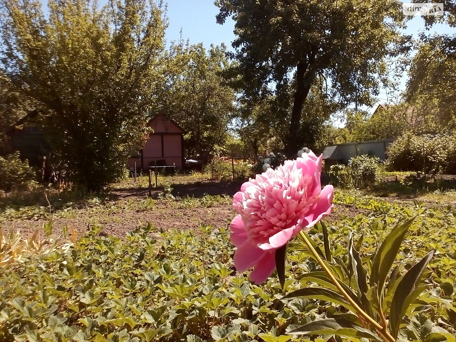 Земля сельскохозяйственного назначения в Киеве, район Подольский, площадь 6.6 сотки фото 1 Земля сельскохозяйственного назначения в Киеве, район Подольский, площадь 6.6 сотки фото 1