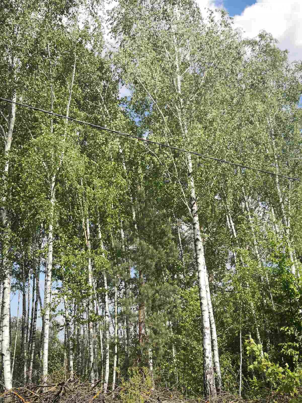 Земельный участок сельскохозяйственного назначения в Козинцах, площадь 12 соток фото 1 Земельный участок сельскохозяйственного назначения в Козинцах, площадь 12 соток фото 1