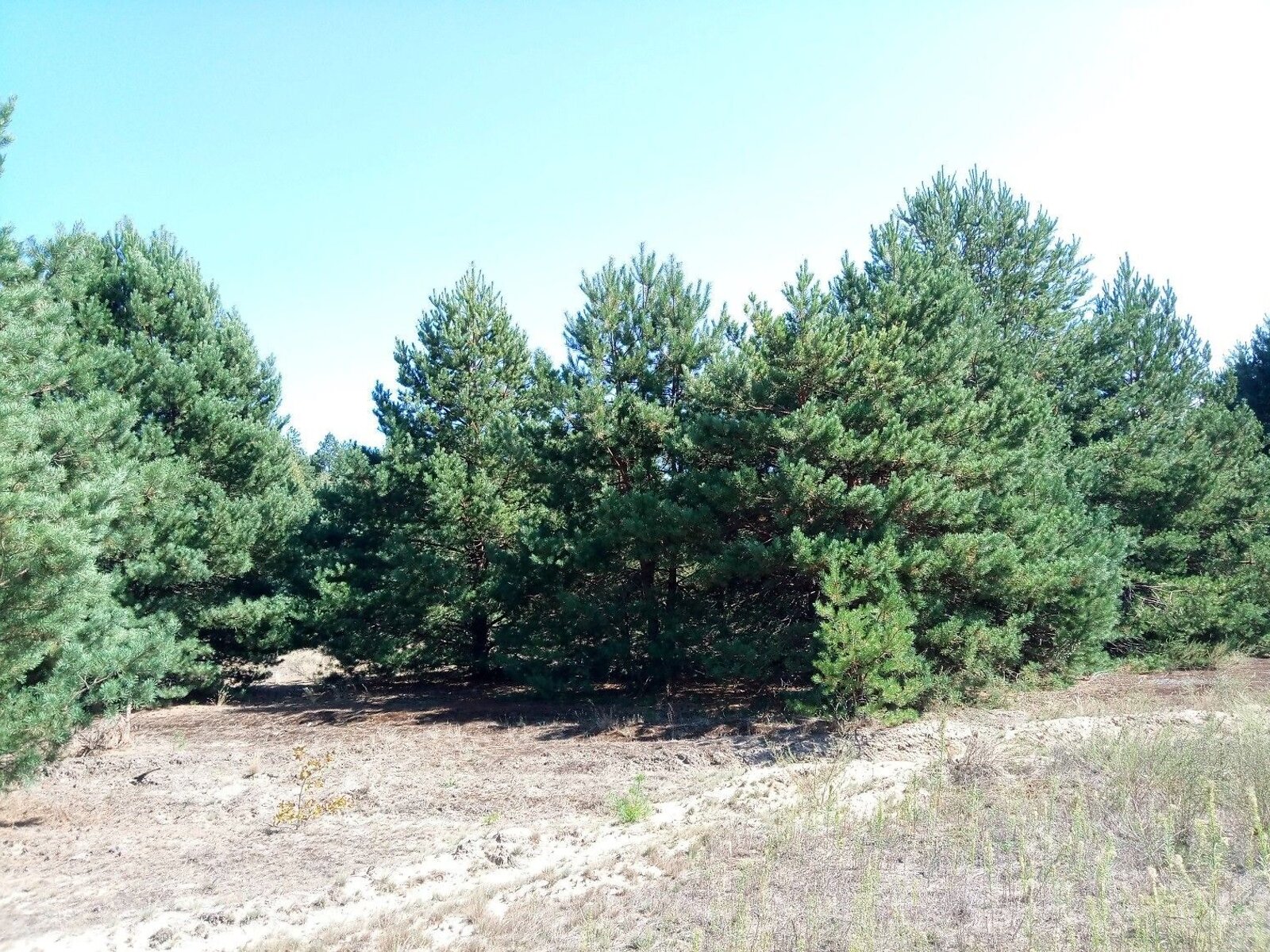 Земельна ділянка сільськогосподарського призначення в Києві, площа 34.4269 Га фото 1
