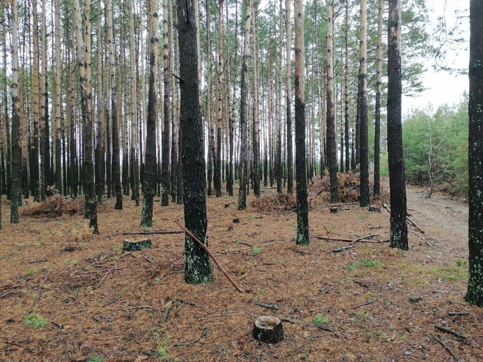 Земельный участок сельскохозяйственного назначения в Хмельной, площадь 1.597 Га фото 1