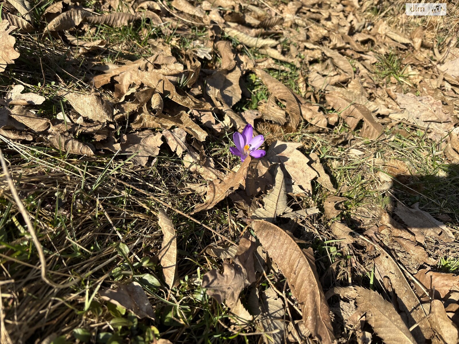 Земельный участок сельскохозяйственного назначения в Кленовце, площадь 100 соток фото 1