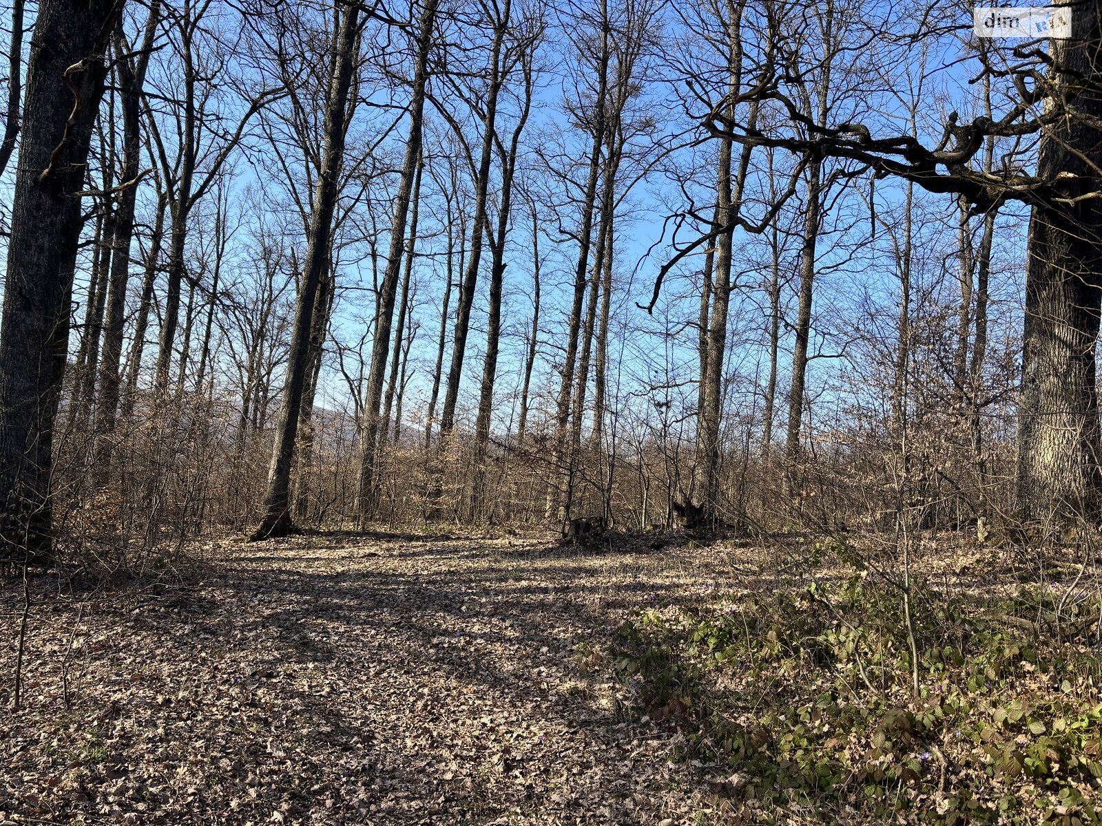 Земельный участок сельскохозяйственного назначения в Кленовце, площадь 100 соток фото 1