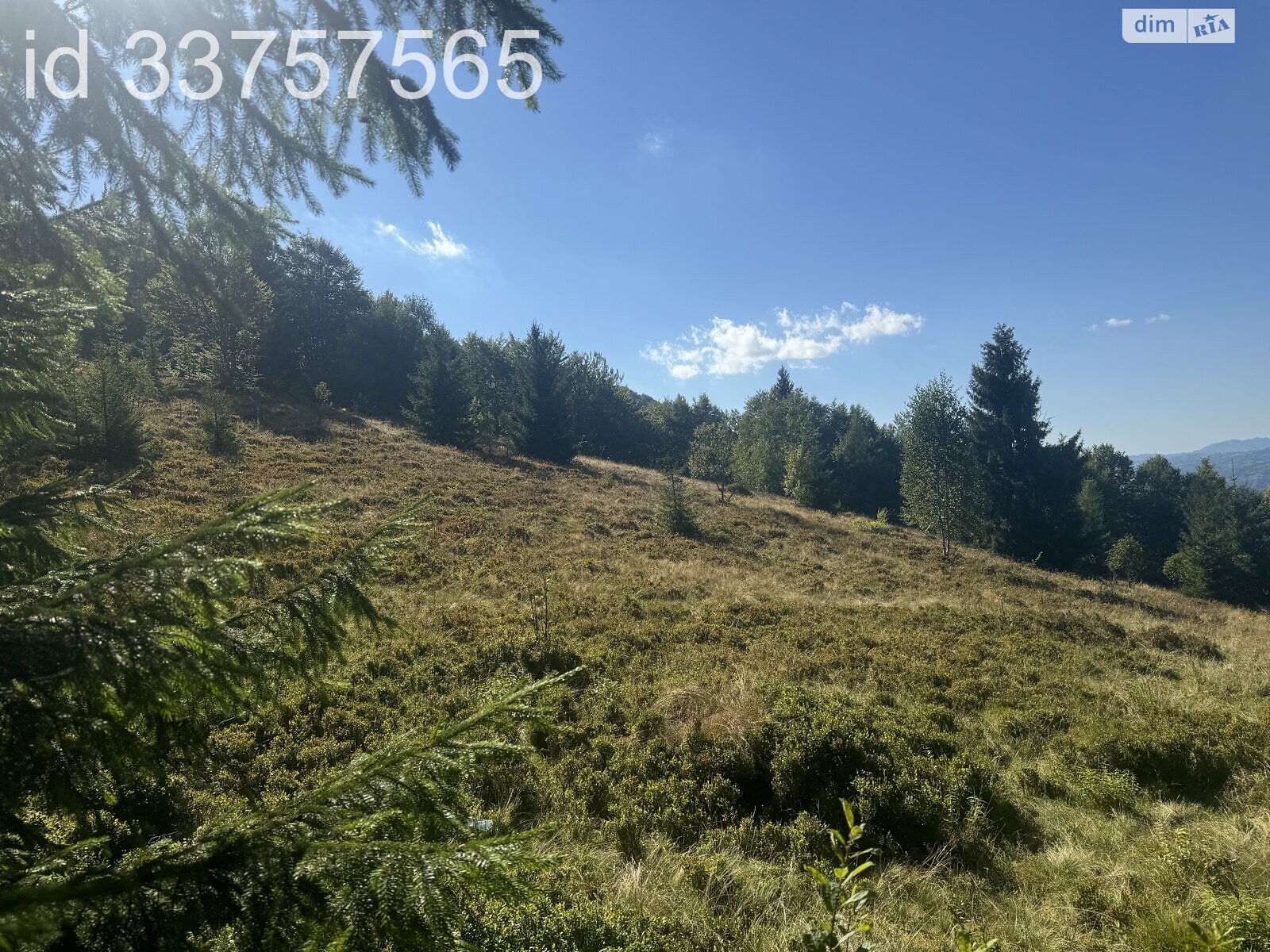 Земельна ділянка сільськогосподарського призначення в Колочаві, площа 1.4008 Га фото 1 Земельна ділянка сільськогосподарського призначення в Колочаві, площа 1.4008 Га фото 1