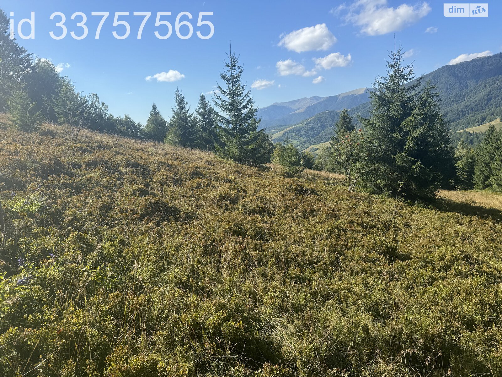 Земельна ділянка сільськогосподарського призначення в Колочаві, площа 1.4008 Га фото 1 Земельна ділянка сільськогосподарського призначення в Колочаві, площа 1.4008 Га фото 1