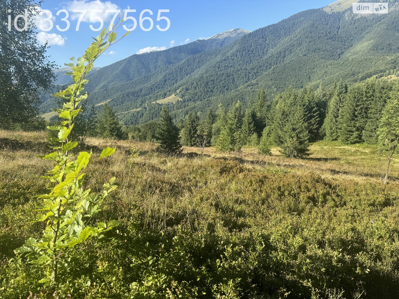 Земельна ділянка сільськогосподарського призначення в Колочаві, площа 1.4008 Га фото 1 Земельна ділянка сільськогосподарського призначення в Колочаві, площа 1.4008 Га фото 1