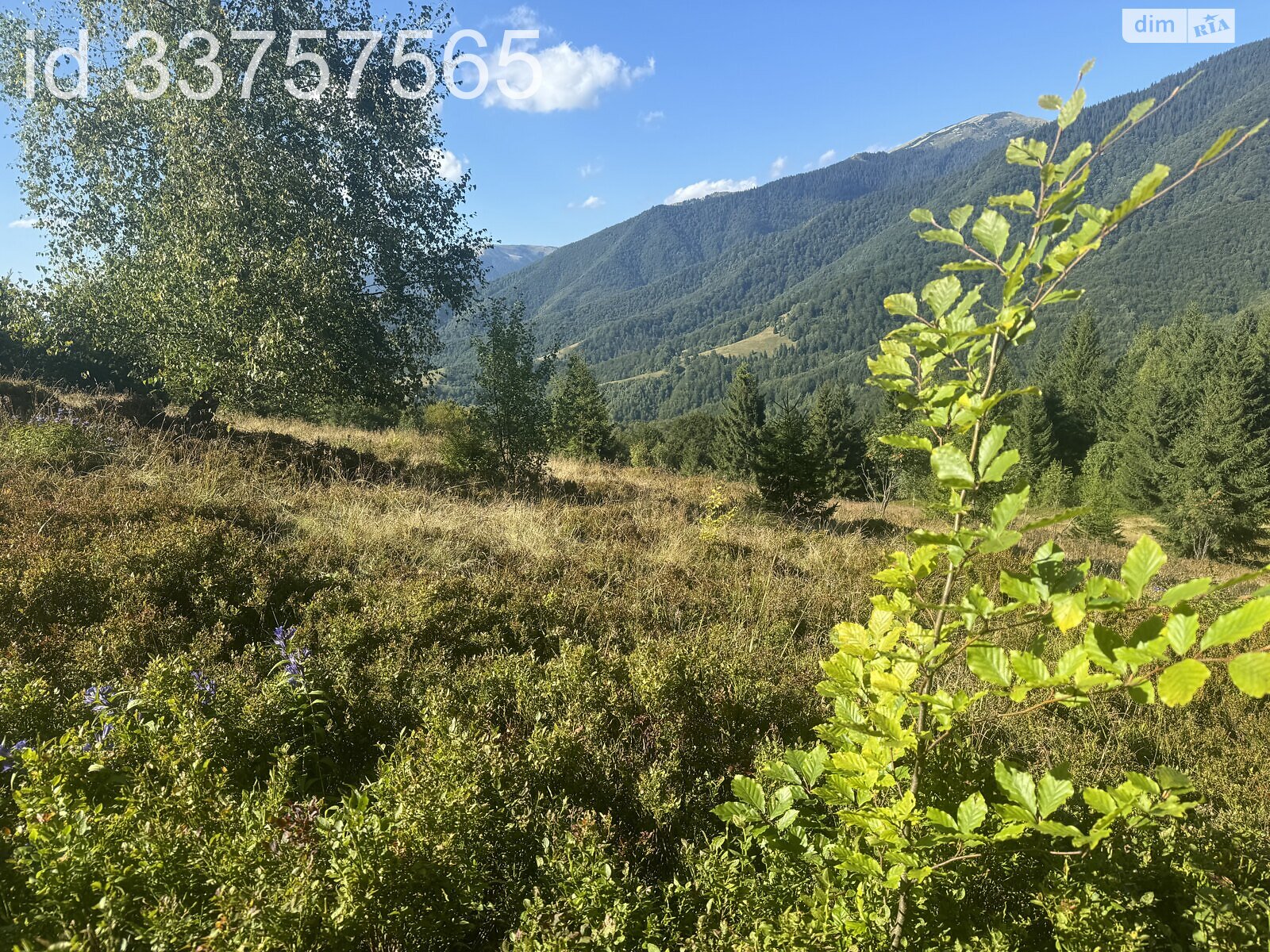 Земельна ділянка сільськогосподарського призначення в Колочаві, площа 1.4008 Га фото 1 Земельна ділянка сільськогосподарського призначення в Колочаві, площа 1.4008 Га фото 1