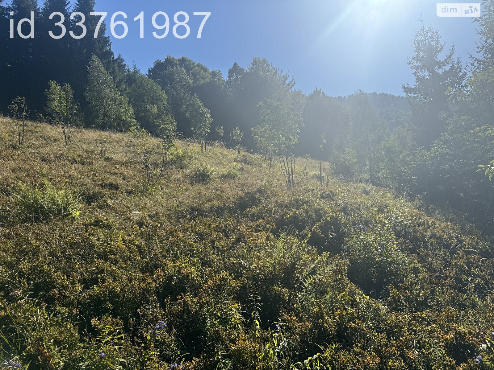 Земельна ділянка сільськогосподарського призначення в Колочаві, площа 0.4692 Га фото 1