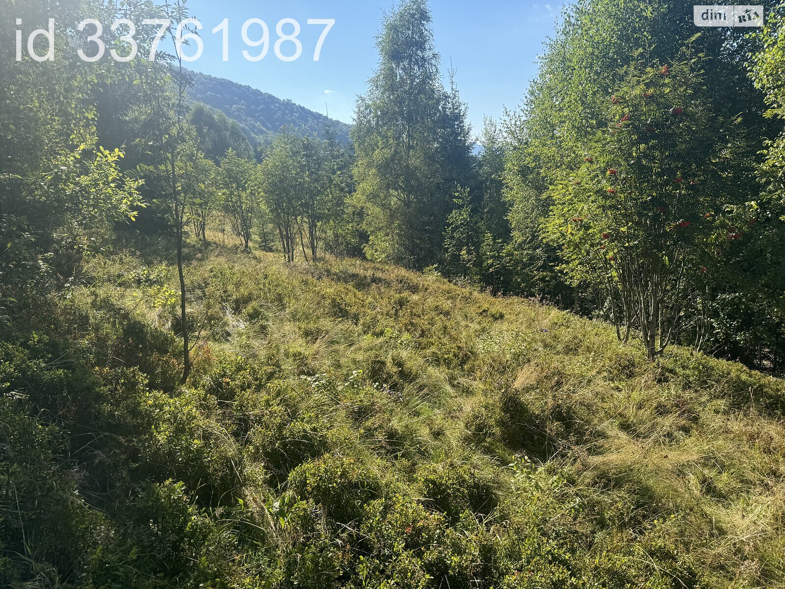 Земельна ділянка сільськогосподарського призначення в Колочаві, площа 0.4692 Га фото 1