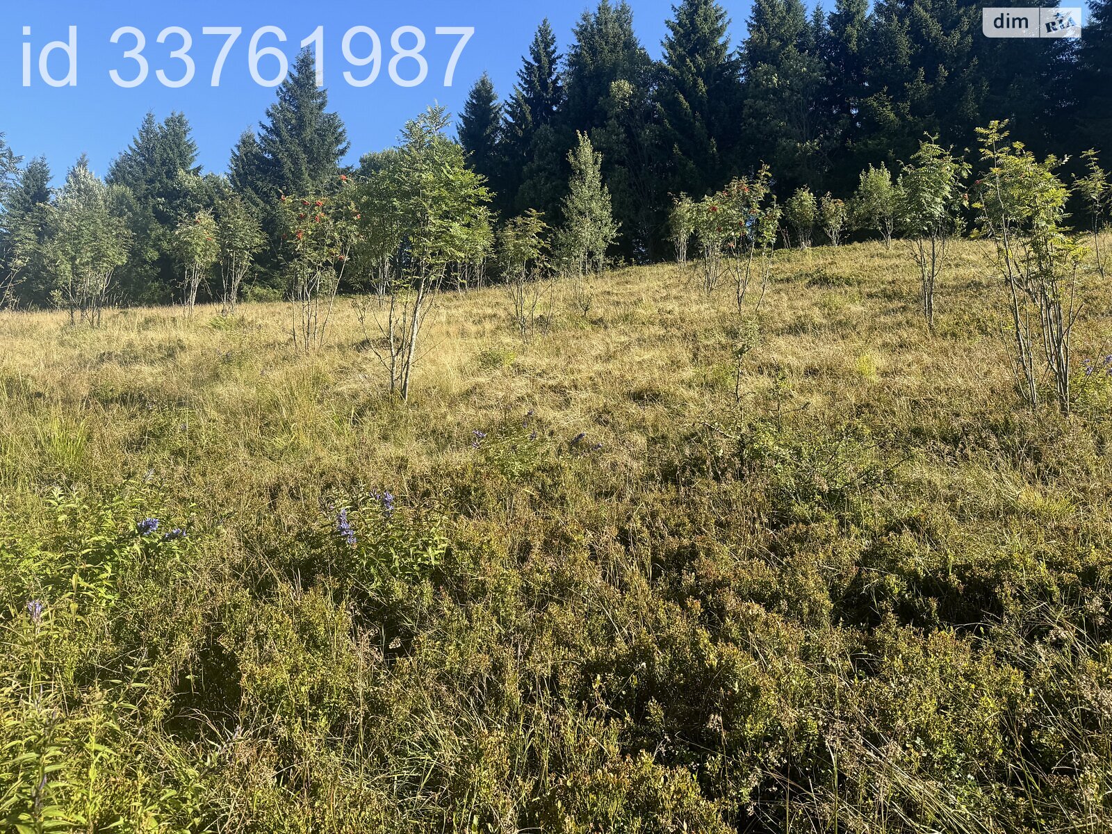 Земельна ділянка сільськогосподарського призначення в Колочаві, площа 0.4692 Га фото 1