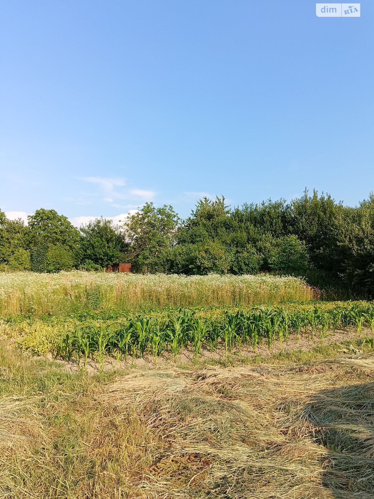 Земельный участок сельскохозяйственного назначения в Конопнице, площадь 6 соток фото 1 Земельный участок сельскохозяйственного назначения в Конопнице, площадь 6 соток фото 1