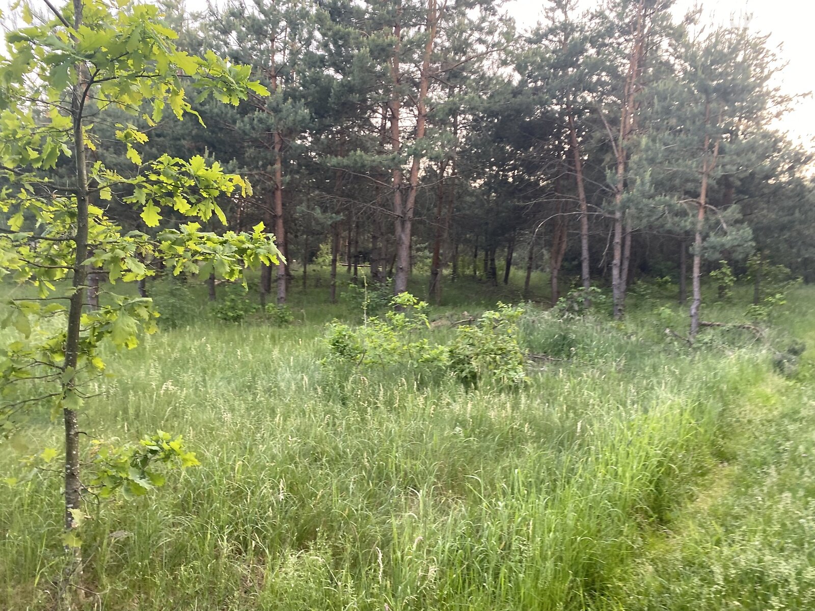 Земельный участок сельскохозяйственного назначения в Корчаке, площадь 127 соток фото 1